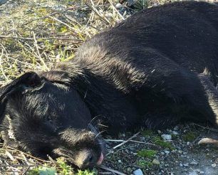 Περισσότερα από 10 σκυλιά νεκρά από φόλες σε Πλαταμώνα και Νέους Πόρους Πιερίας