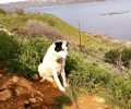 Κρήτη: Συνελήφθη ο άνδρας που για χρόνια κακοποιεί σκυλιά στο Πλατάνι Χανίων