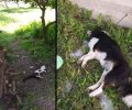 Ένας σκύλος και μια γάτα δηλητηριάστηκαν από φόλες στην Πλύτρα Λακωνίας