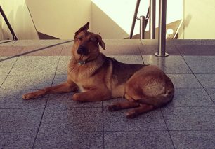 Βρέθηκε αρσενικός μη στειρωμένος σκύλος στον Νέο Κόσμο στην Αθήνα