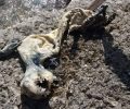 Βρήκε πτώμα σκύλου δεμένο με σχοινί και πέτρα στον βυθό της θάλασσας στο Πόρτο Ράφτη Αττικής