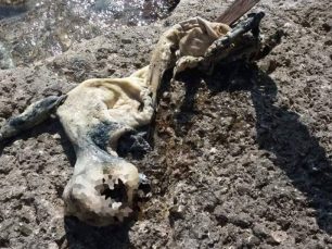 Βρήκε πτώμα σκύλου δεμένο με σχοινί και πέτρα στον βυθό της θάλασσας στο Πόρτο Ράφτη Αττικής