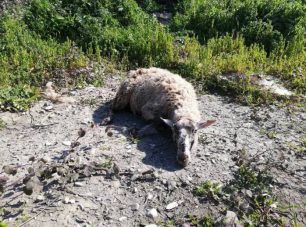 Αιτωλοακαρνανία: Εγκατέλειψε άρρωστο πρόβατο στο Τ.Ε.Ι. Μεσολογγίου ώστε το ζώο να πεθάνει αβοήθητο