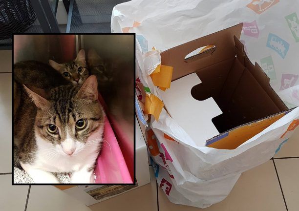 Εγκατέλειψε δύο γάτες μέσα σε κούτες έξω από κτηνιατρείο σε κεντρικό σημείο της Αθήνας