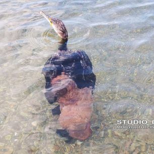 Χταπόδι άρπαξε θαλασσοκόρακα στην παραλία του Αγίου Κωνσταντίνου στην Καραθώνα Αργολίδας 1 ThalassokorakasXtapodiKarathona 1