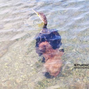 Χταπόδι άρπαξε θαλασσοκόρακα στην παραλία του Αγίου Κωνσταντίνου στην Καραθώνα Αργολίδας 5 ThalassokorakasXtapodiKarathona 5