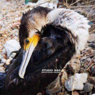 Χταπόδι άρπαξε θαλασσοκόρακα στην παραλία του Αγίου Κωνσταντίνου στην Καραθώνα Αργολίδας 6 ThalassokorakasXtapodiKarathona 7