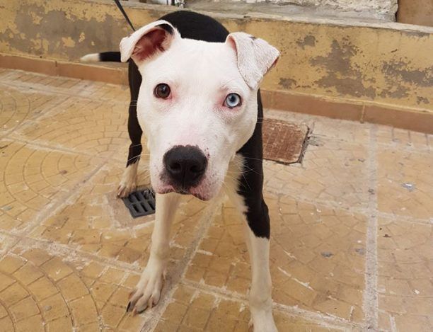 14-2-2019 η δίκη της γυναίκας που ζει στον Βύρωνα Αττικής και εγκατέλειψε τον σκύλο της στα Ιωάννινα