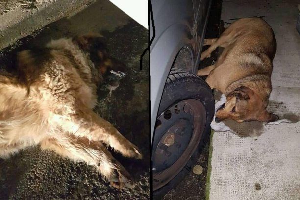 Τουλάχιστον δέκα σκυλιά νεκρά από φόλες σ' ένα 24ωρο στην Τρίπολη Αρκαδίας (βίντεο)
