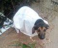 Βρήκε τον σκύλο ζωντανό κλεισμένο σε τσουβάλι πεταμένο στην άκρη του δρόμου στον Βαθύλακκο Θεσσαλονίκης