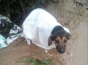 Βρήκε τον σκύλο ζωντανό κλεισμένο σε τσουβάλι πεταμένο στην άκρη του δρόμου στον Βαθύλακκο Θεσσαλονίκης