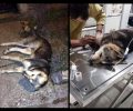 20 σκυλιά δηλητηριάστηκαν από φόλες μέσα σε μερικές ημέρες στη Βέροια και άλλες περιοχές της Ημαθίας