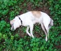 Κρήτη: Τουλάχιστον 10 αδέσποτα και οικόσιτα σκυλιά νεκρά από φόλες στις Μουρνιές Χανίων