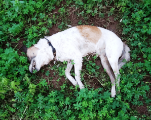 Κρήτη: Τουλάχιστον 10 αδέσποτα και οικόσιτα σκυλιά νεκρά από φόλες στις Μουρνιές Χανίων