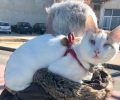 Ξυλόκαστρο Κορινθίας: Ηλικιωμένη βγάζει βόλτα τη γάτα της που τυφλώθηκε μετά την κακοποίηση της όταν ακόμα ήταν γατάκι