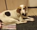 Χάθηκε θηλυκός στειρωμένος σκύλος στη Νέα Φιλαδέλφεια Αττικής