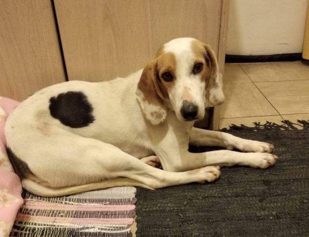 Χάθηκε θηλυκός στειρωμένος σκύλος στη Νέα Φιλαδέλφεια Αττικής