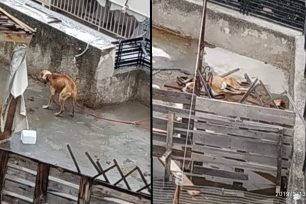 Τραγική καθυστέρηση από αρμόδιους για τη σωτηρία σκύλου που πεθαίνει σε ταράτσα σπιτιού στην Αγία Βαρβάρα Αττικής (βίντεο)