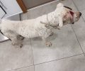 Σκύλος χτυπημένος στο κεφάλι, με θηλιά στον λαιμό και τυφλός στο ένα μάτι βρέθηκε στις Άγιες Παρασκιές Ηρακλείου Κρήτης
