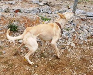 Η επιμονή των φιλόζωων βάζει τέρμα στο μαρτύριο των βαρελόσκυλων στο Ακρωτήρι Χανίων