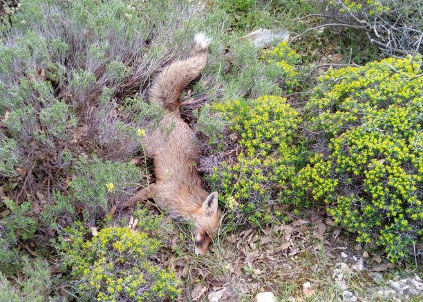 Και φέτος φόλες και νεκρές αλεπούδες στο Ποικίλο Όρος στην Αττική