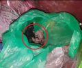 Νάουσα Ημαθίας: Βρήκε ζωντανά πεταμένα σε κάδο 2 νεογέννητα γατάκια που κάποιος έκλεισε σε σακούλα (βίντεο)