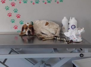 Σκελετωμένος από την ασιτία ο σκύλος ράτσας Πόιντερ που εντοπίστηκε στην Αρτέμιδα Αττικής (βίντεο)