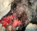 Χειρουργήθηκε ο σκύλος που βρέθηκε πυροβολημένος στο κεφάλι στον Ασπρόπυργο Αττικής