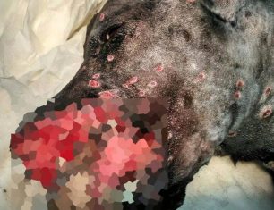 Χειρουργήθηκε ο σκύλος που βρέθηκε πυροβολημένος στο κεφάλι στον Ασπρόπυργο Αττικής