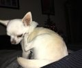 Xάθηκε μικρόσωμος σκύλος (λευκό αρσενικό Τσιουάουα) στο Ντράφι Πικερμίου Αττικής