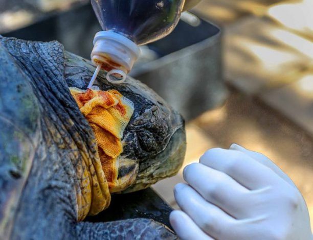 ΑΡΧΕΛΩΝ: Αυξημένος ο αριθμός των σκόπιμα τραυματισμένων θαλάσσιων χελωνών