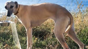 Χάθηκε θηλυκός σκύλος ράτσας Whippet στην Πάτρα Αχαΐας