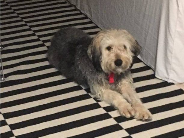 Βρέθηκε - Χάθηκε αρσενικός σκύλος στην Αμφιάλη Αττικής