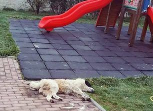 Εμπόριο Κοζάνης: Τέσσερα σκυλιά νεκρά από φόλες το ένα μέσα στην παιδική χαρά του χωριού