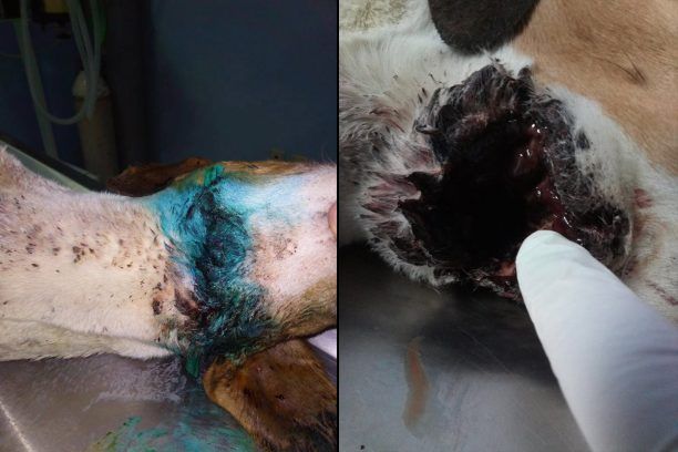 Ένα σκυλί νεκρό και δύο τραυματισμένα και τα τρία πυροβολημένα με κυνηγετικό όπλο στην Ερατεινή Φωκίδας