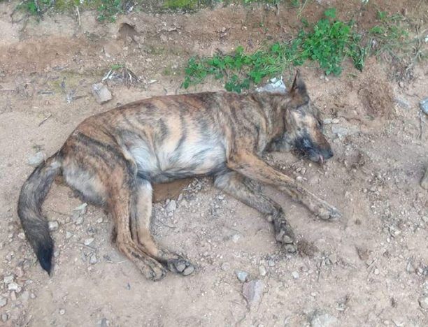 Εύβοια: Εννιά σκυλιά νεκρά από φόλες στα Λουτρά Γιάλτρων