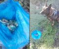 Φόλες – κρέας με δηλητήριο για σαλιγκάρια εντόπισε ο εκπαιδευμένος σκύλος στα Λακώνια Λασιθίου στην Κρήτη