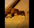 Φρικτό θάνατο από φόλες βρήκαν πολλά σκυλιά στους Γαργαλιάνους Μεσσηνίας (βίντεο)
