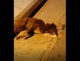 Φρικτό θάνατο από φόλες βρήκαν πολλά σκυλιά στους Γαργαλιάνους Μεσσηνίας (βίντεο)