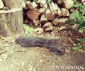 Κρήτη: 8 γάτες νεκρές από φόλες στο Καλό Χωριό - Ίστρον Λασιθίου