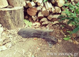 Κρήτη: 8 γάτες νεκρές από φόλες στο Καλό Χωριό - Ίστρον Λασιθίου