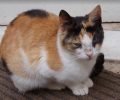 Χάθηκε θηλυκή στειρωμένη γάτα στο Άνω Καλαμάκι Αττικής
