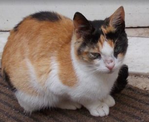Χάθηκε θηλυκή στειρωμένη γάτα στο Άνω Καλαμάκι Αττικής
