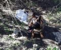 Δύο σκυλιά νεκρά από φόλα - δηλητηριασμένο συκώτι μέσα σε Καταφύγιο Άγριας Ζωής στον Γιούχτα Ηράκλειου Κρήτης