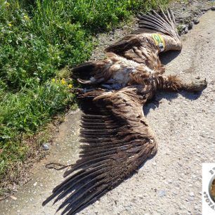 GypasNikoletaLakonia 2