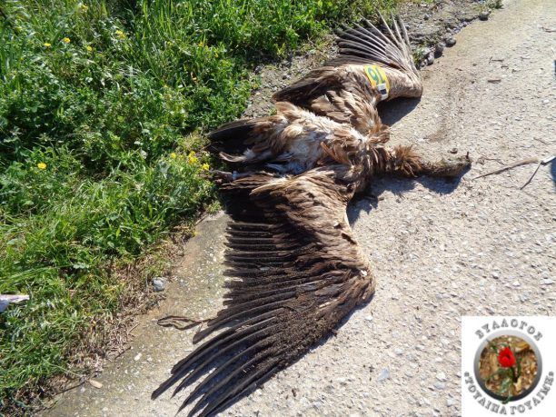 Βρέθηκε πτώμα δακτυλιωμένου γύπα στον Κόρακα Λακωνίας