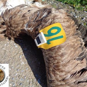 GypasNikoletaLakonia 3