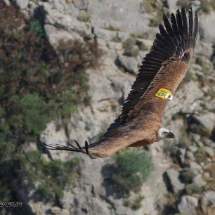 GypasNikoletaLakonia 4