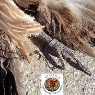 GypasNikoletaLakonia 5