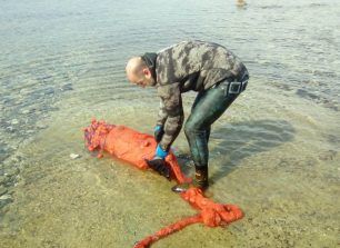 Έσωσε νεαρή φώκια που βρέθηκε παγιδευμένη σε δίχτυα στη Σιθωνία Χαλκιδικής